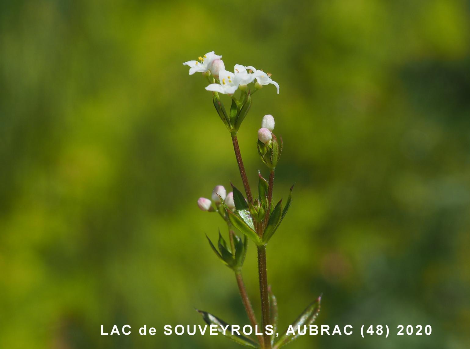 Bedstraw, Fen